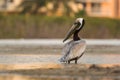 Brown Pelican Pelecanus occidentalis Royalty Free Stock Photo