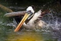 Brown pelican Pelecanus occidentalis on the surface of the pond. The pelican cleans its feathers and shakes water on the