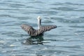 Brown pelican in the water Royalty Free Stock Photo