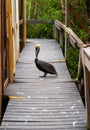 Brown Pelican (Pelecanus occidentalis), a pelican walks on a wooden deck in a mangrove, Florida Royalty Free Stock Photo