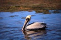 Brown pelican Pelecanus occidentalis waterfowl bird