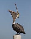 Brown Pelican with a wide open pouch - Cedar Key, Florida Royalty Free Stock Photo