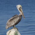 Brown Pelican perched on a dock piling - Florida