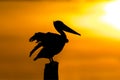 Brown Pelican perched on a dock piling at sunset - Florida