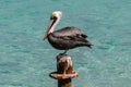 Brown Pelican perched on pier pylon. Blue water in background. Royalty Free Stock Photo