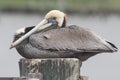 Brown Pelican perched