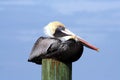 Brown Pelican on piling. Royalty Free Stock Photo