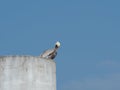 Brown Pelican Preening Its Feathers Atop a Concrete Pier Royalty Free Stock Photo