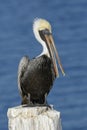 Brown Pelican preening its feathers on a Florida dock piling Royalty Free Stock Photo