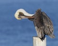 Brown Pelican Preening its Feathers on a Post - Florida Royalty Free Stock Photo