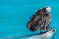 Brown pelican preening itself on ship winch Royalty Free Stock Photo