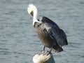 Brown Pelican Preening on Post, Pelecanus occidentalis Royalty Free Stock Photo