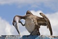 Brown pelican preening on a roof top Royalty Free Stock Photo