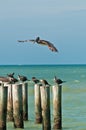 Brown pelican preparing to land on a wood piling Royalty Free Stock Photo