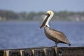 Brown Pelican Profile Royalty Free Stock Photo