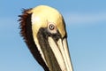 Brown Pelican Profile Royalty Free Stock Photo