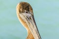 Brown Pelican Profile Royalty Free Stock Photo