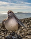 Brown Pelican profile Royalty Free Stock Photo