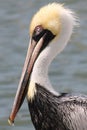 Brown Pelican Royalty Free Stock Photo