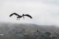 Brown Pelican ready to dive Royalty Free Stock Photo