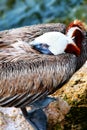 Brown Pelican At Rest