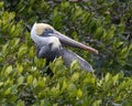 Brown pelican resting in a red mangrove tree in Chokoloskee Bay in Florida. Royalty Free Stock Photo