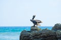 Brown pelican resting on a rock