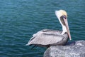 Brown pelican Royalty Free Stock Photo