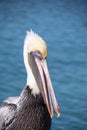 Brown pelican Royalty Free Stock Photo