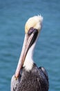 Brown pelican Royalty Free Stock Photo