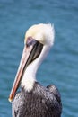 Brown pelican Royalty Free Stock Photo