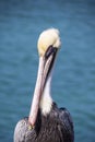 Brown pelican Royalty Free Stock Photo