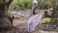 Brown Pelican Scratching Feathers Royalty Free Stock Photo