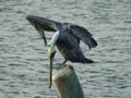 Brown Pelican Scratching Neck on Post, Pelecanus occidentalis Royalty Free Stock Photo