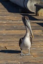 Brown Pelican on Santa Barbara California Pier Royalty Free Stock Photo