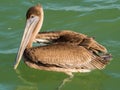 Brown Pelican in the Sea, Yucatan, Mexico Royalty Free Stock Photo