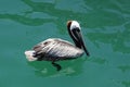 a brown pelican searching for food in the sea waters Royalty Free Stock Photo