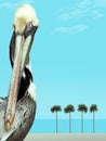 A brown pelican is seen in this photograph with a digital beach background