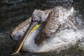 Brown pelican shaking his feathers