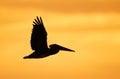 Brown Pelican Silhouette Royalty Free Stock Photo