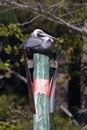 A brown pelican sitting on a channel marker pier