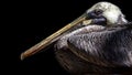 Brown pelican isolated on a black background Royalty Free Stock Photo