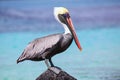 Brown pelican sitting on a rock at Suarez point, Espanola Island, Galapagos National park, Ecuador Royalty Free Stock Photo