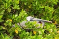 Brown pelican sleeping in a tree. Royalty Free Stock Photo