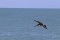 Pelican in flight 1 in Florida Royalty Free Stock Photo