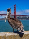 Brown Pelican on Pier with Golden Gate Royalty Free Stock Photo