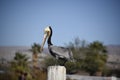 Brown Pelican Standing Royalty Free Stock Photo