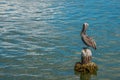 Brown Pelican Royalty Free Stock Photo