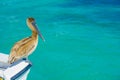 Brown pelican standing over a boat, in Puerto Morelos in Caribbean sea next to the tropical paradise coast