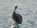 Brown Pelican Standing on Post, Pelecanus occidentalis